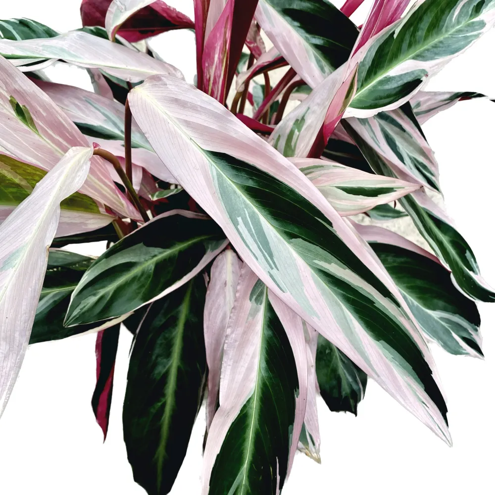 Calathea Triostar (Stromanthe Sanguinea Triostar) D14