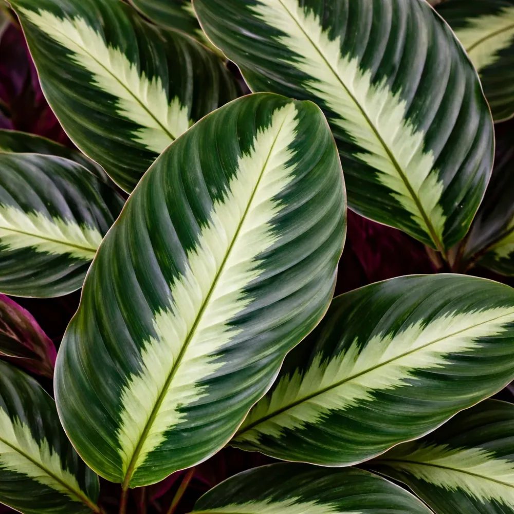 Calathea Undulata - babyplant