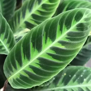Calathea Warscewiczii (babyplant)