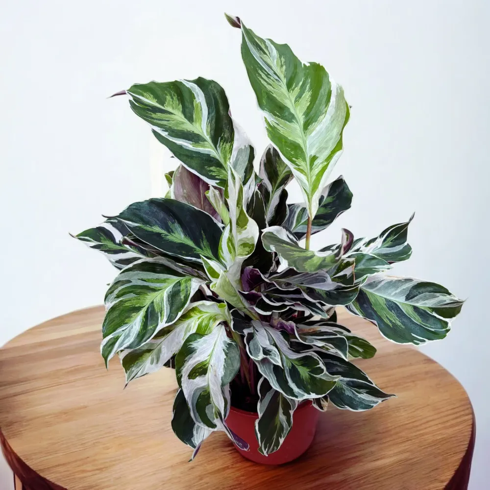 Calathea 'White Fusion'