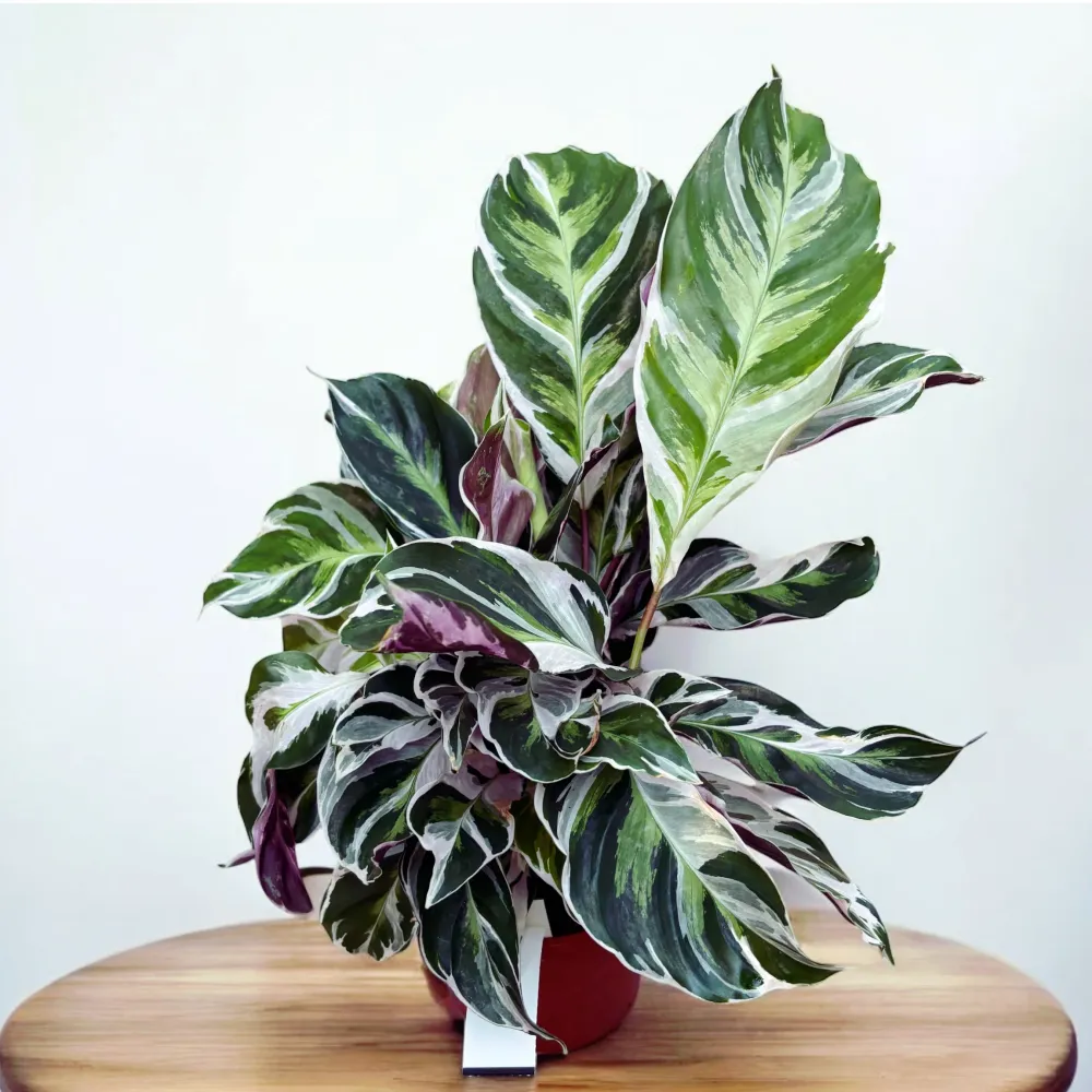 Calathea 'White Fusion'
