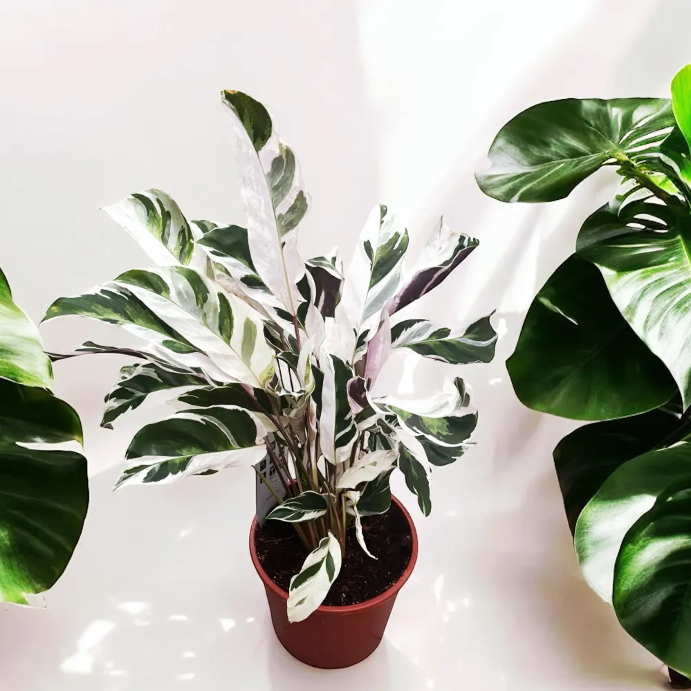 Calathea 'White Fusion' D17
