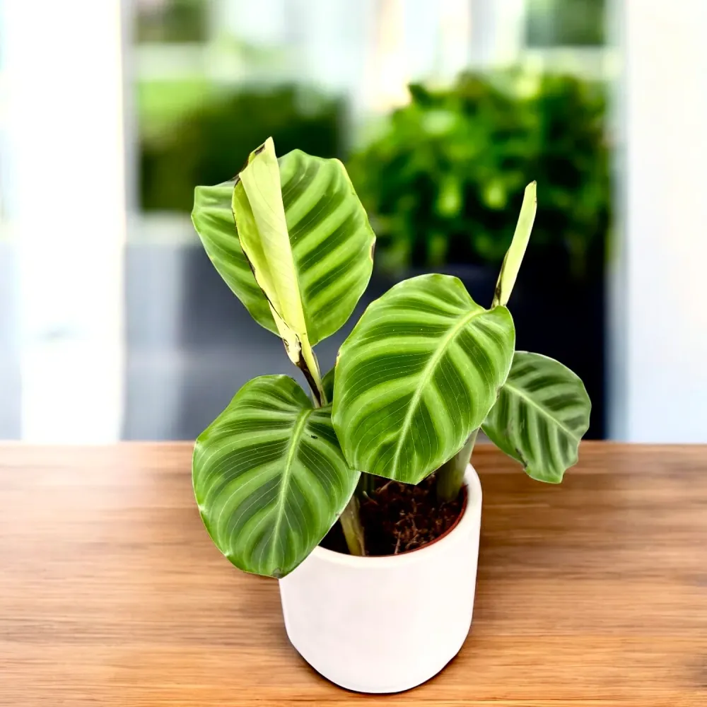 Calathea Zebrina (Zebra Plant) - babyplant