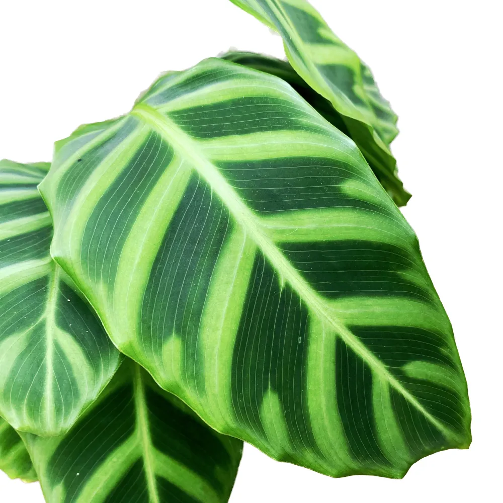 Calathea Zebrina (Zebra Plant) - babyplant