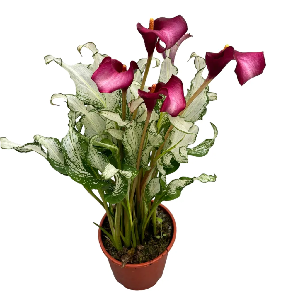 Cale Zantedeschia 'Frozen Queen'
