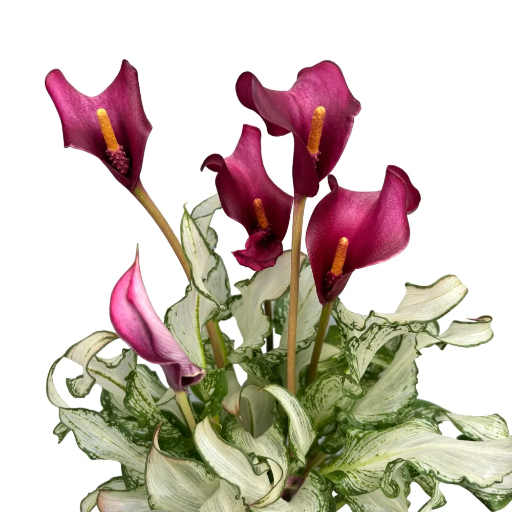 Cale Zantedeschia 'Frozen Queen'