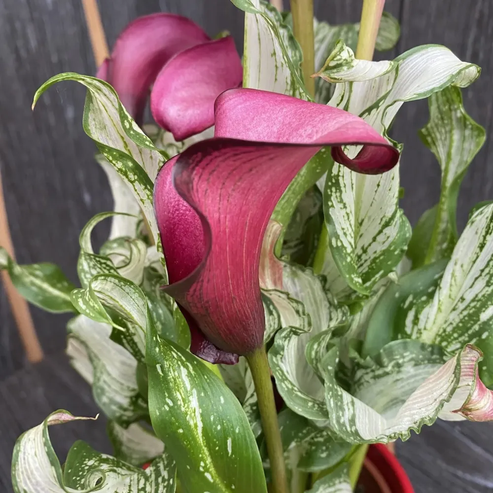 Cale Zantedeschia 'Frozen Queen'