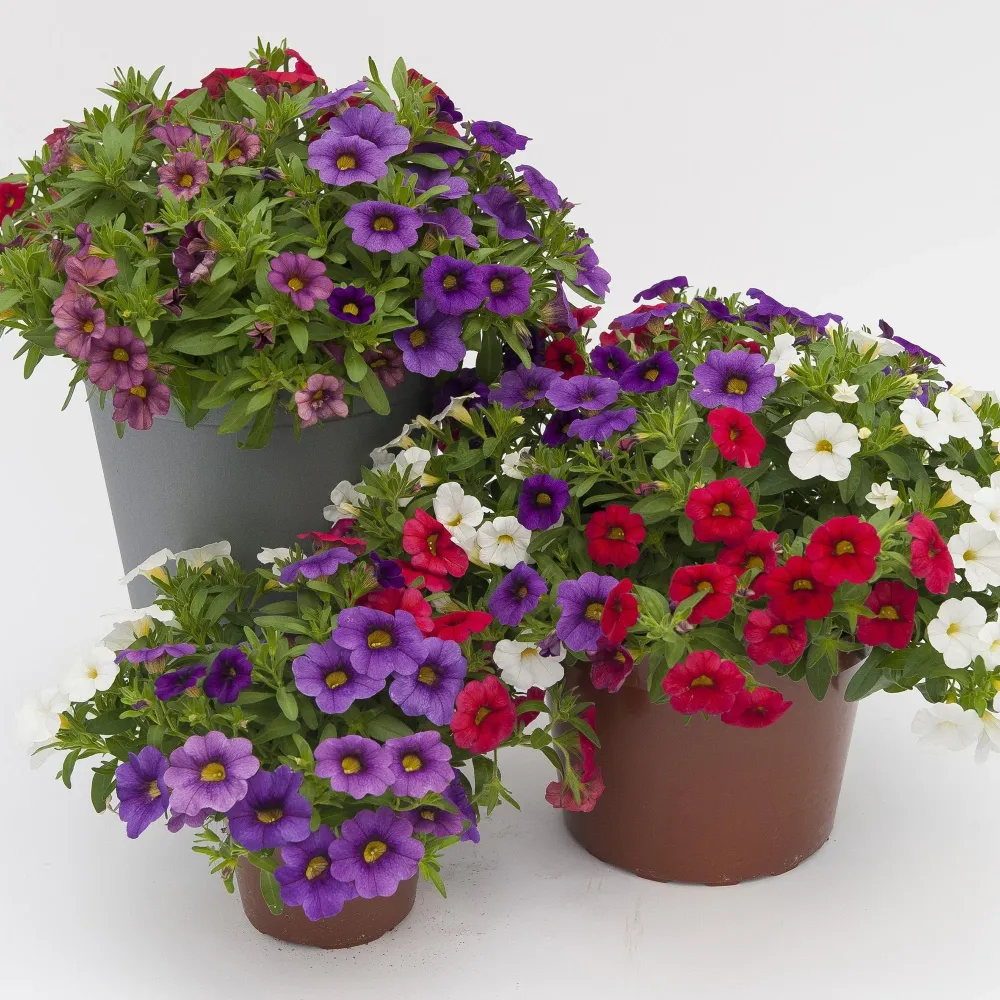 Calibrachoa (Petunie) Calipetite Mix Blueredwhite