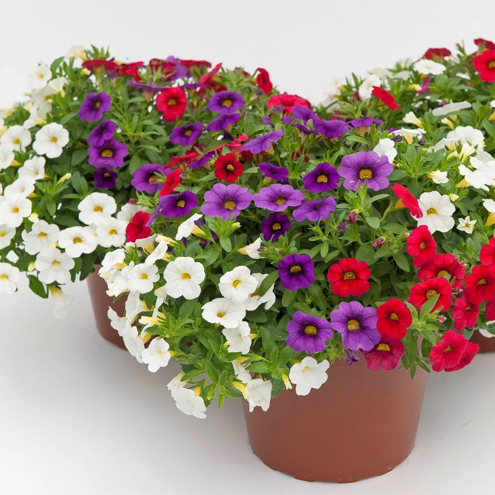 Calibrachoa (Petunie) Calipetite Mix Blueredwhite