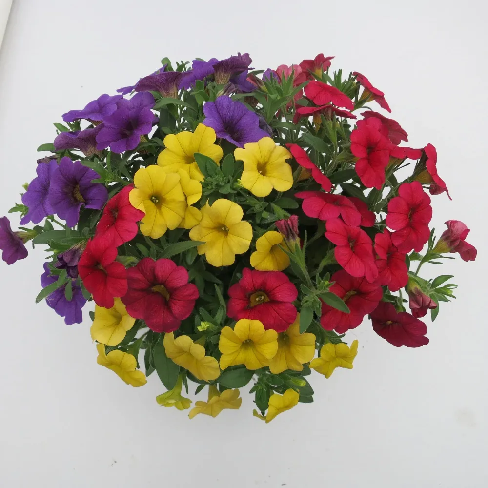 Calibrachoa (Petunie) Calipetite Mix Yellowbluered