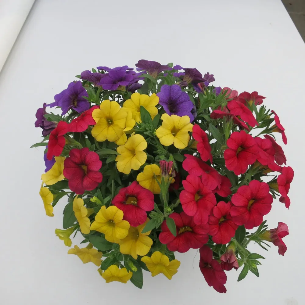 Calibrachoa (Petunie) Calipetite Mix Yellowbluered
