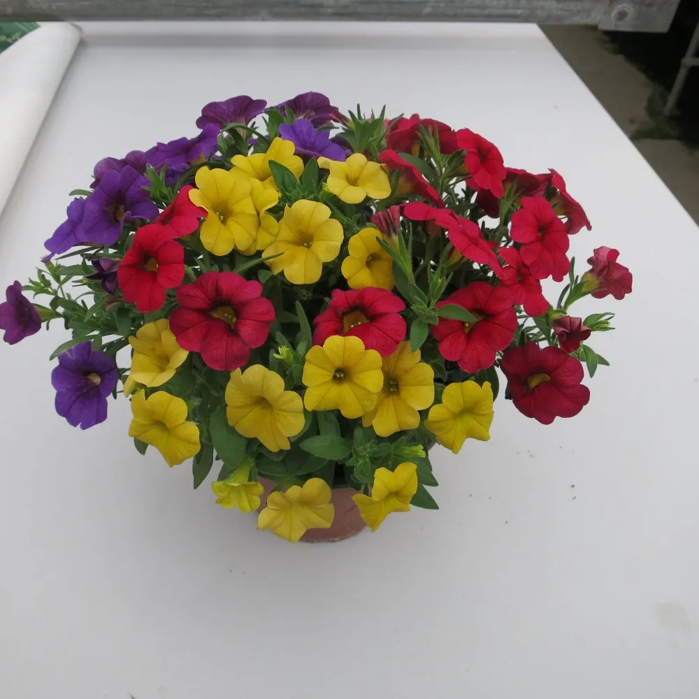 Calibrachoa (Petunie) Calipetite Mix Yellowbluered