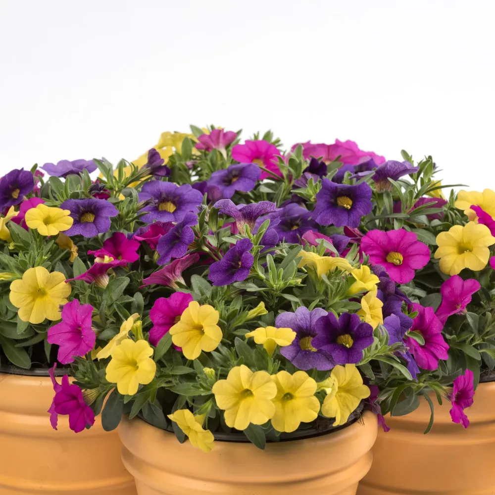 Calibrachoa (Petunie) Calipetite Mix Yellowbluerose