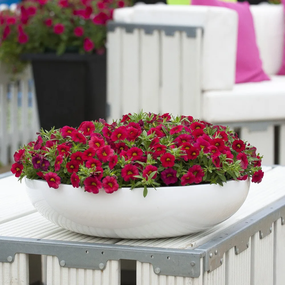 Calibrachoa (Petunie) Calipetite Red