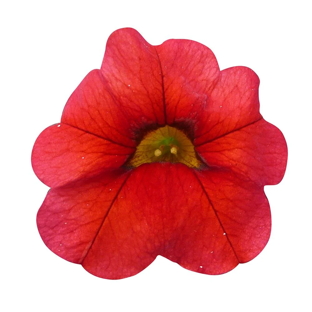 Calibrachoa (Petunie) Calipetite Red