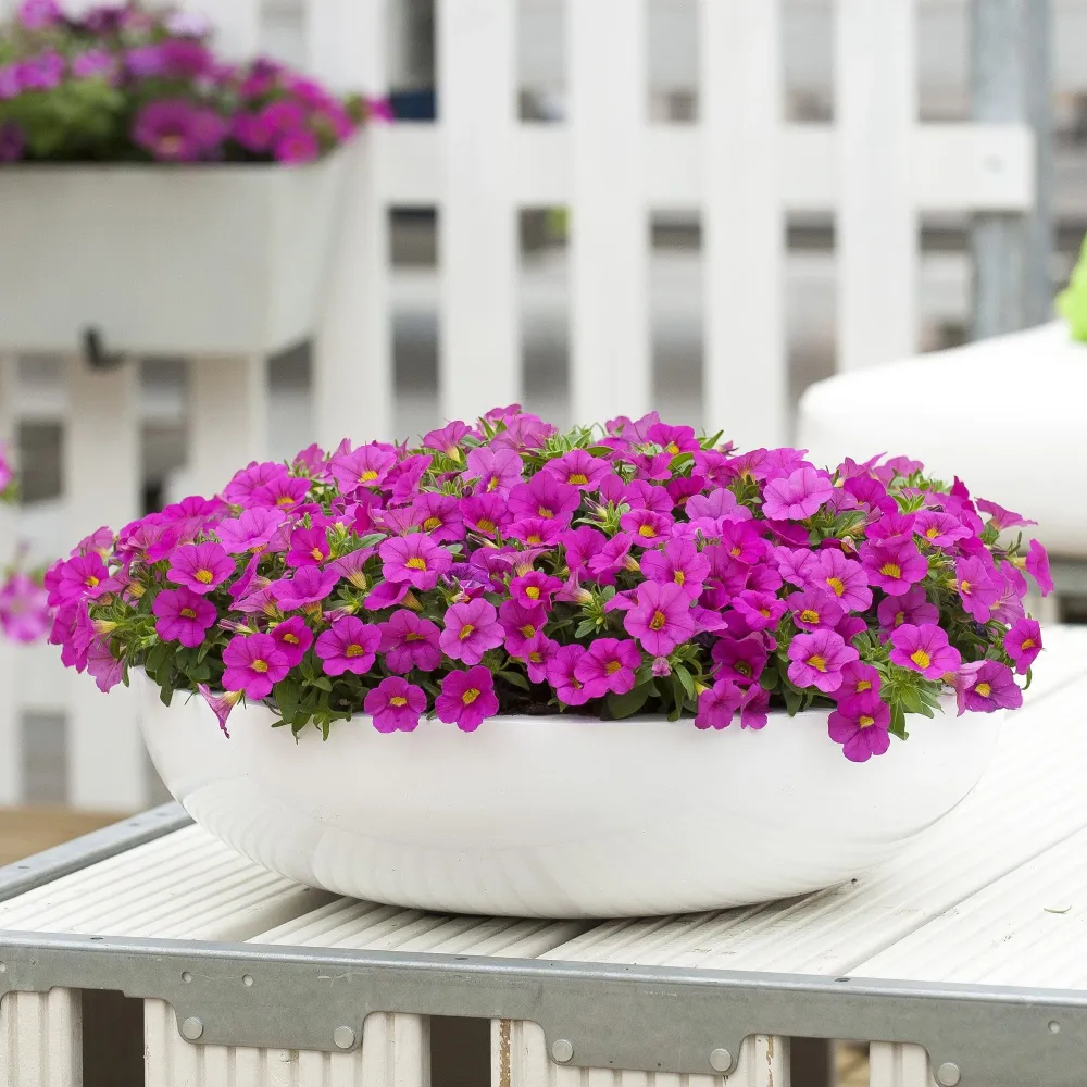 Calibrachoa (Petunie) Calipetite Rose
