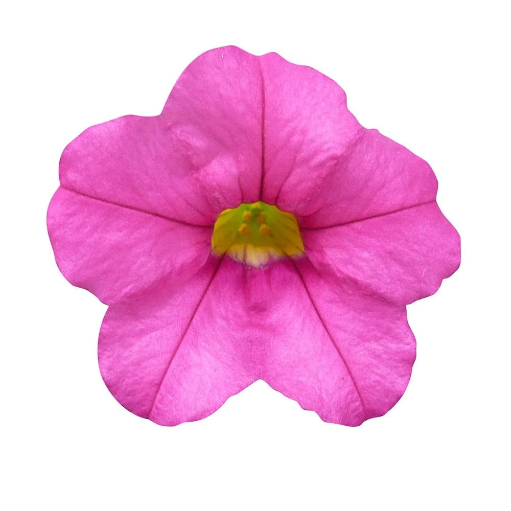 Calibrachoa (Petunie) Calipetite Rose