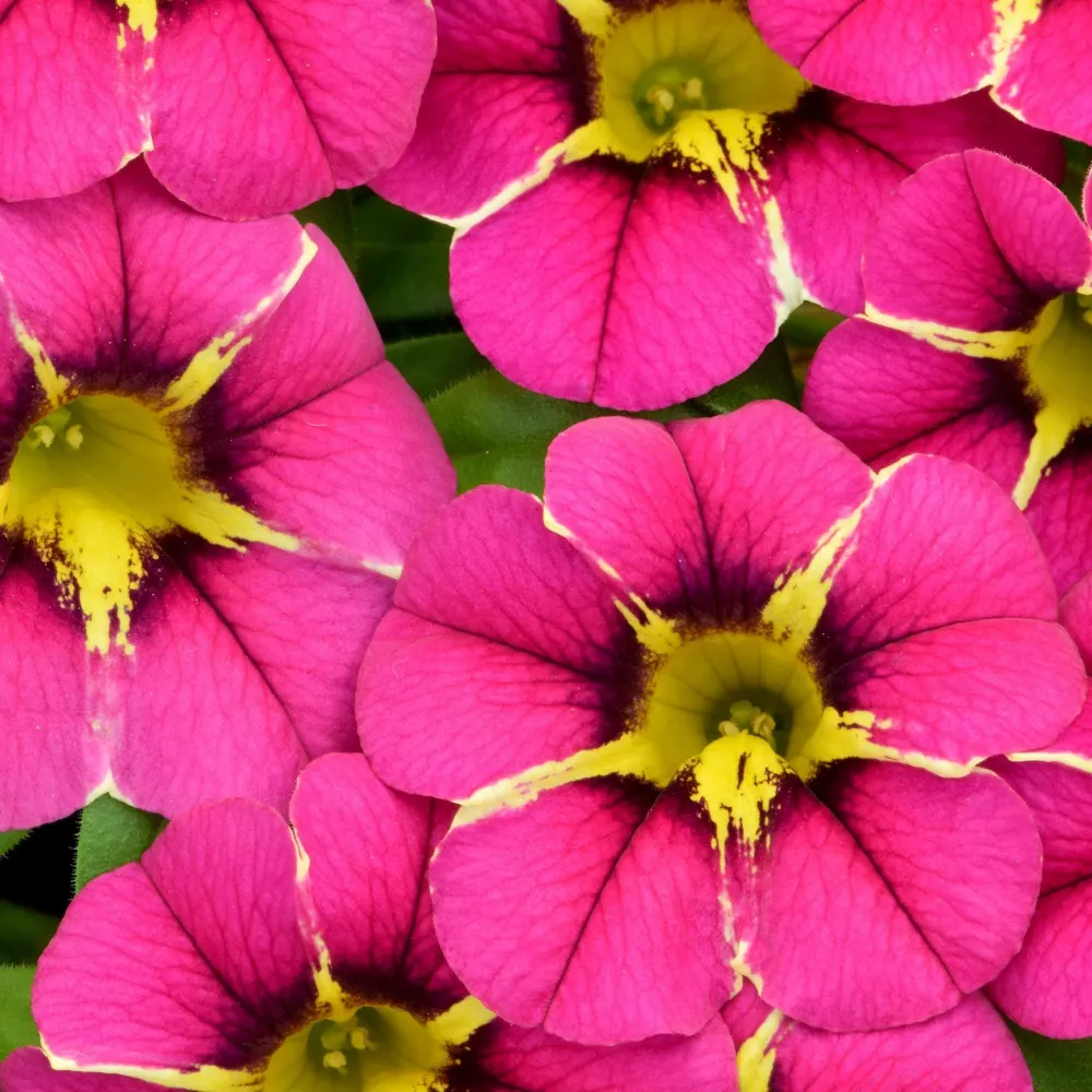 Calibrachoa (Petunie) Caliplosion Purple