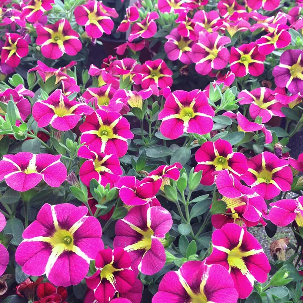 Calibrachoa (Petunie) Caliplosion Purple