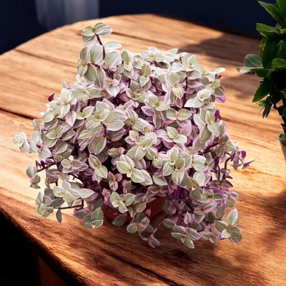 Callisia rosato 'Pink Lady'