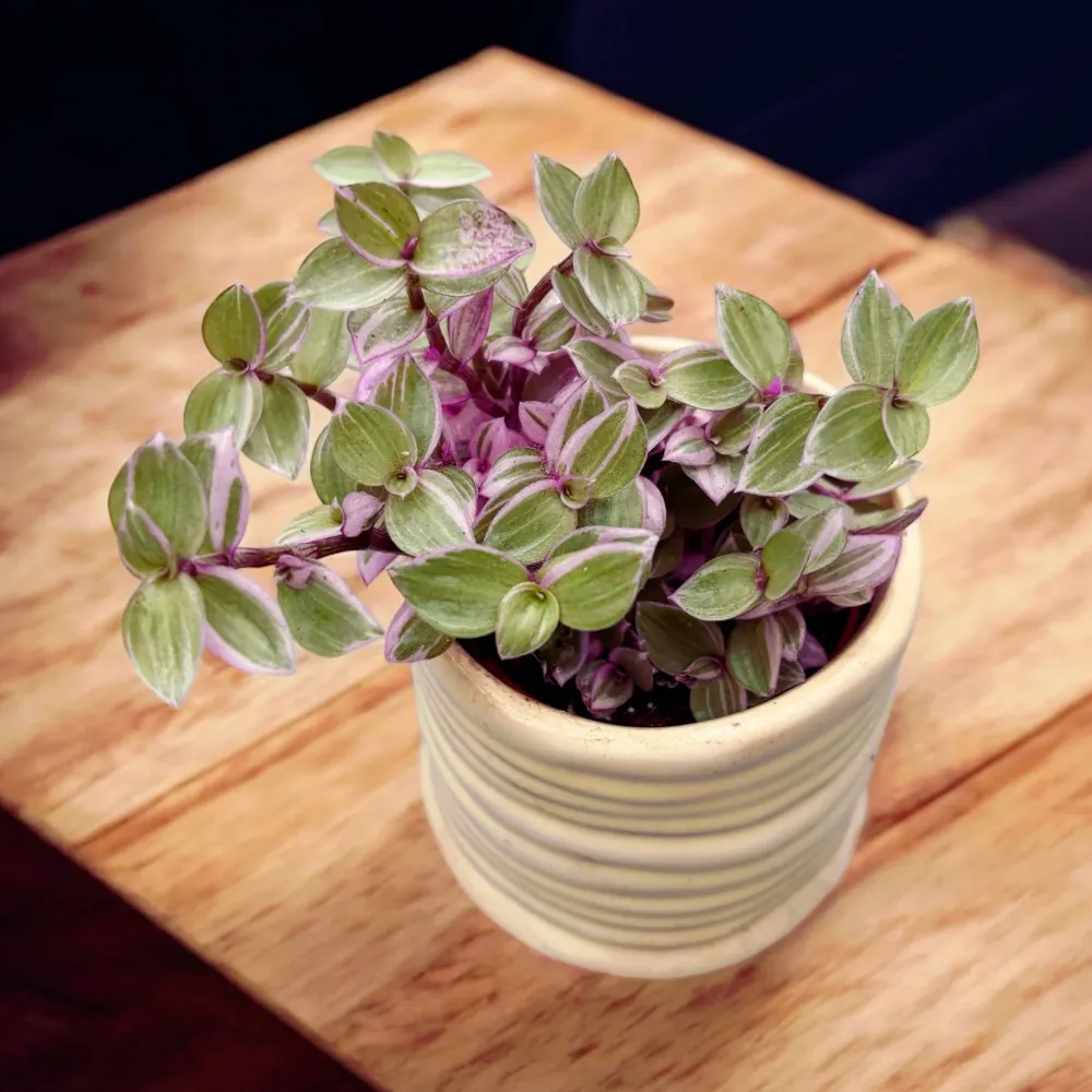 Callisia rosato 'Pink Lady' babyplant