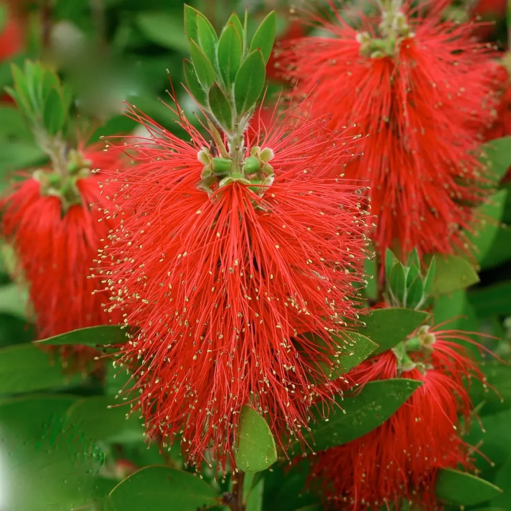 Callistemon laevis (Callistemon citrinus 'Splendens')
