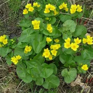 Caltha palustris