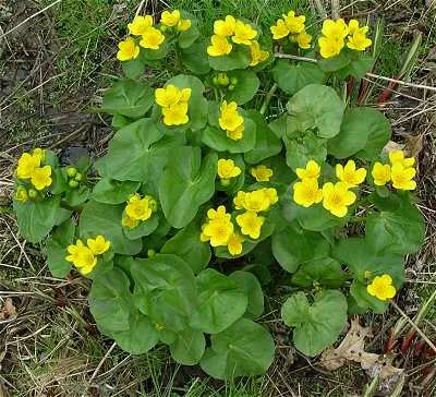 Caltha palustris