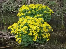 Caltha palustris