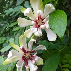 Calycanthus 'Venus' - Orchid Tree - flori mari, parfumate