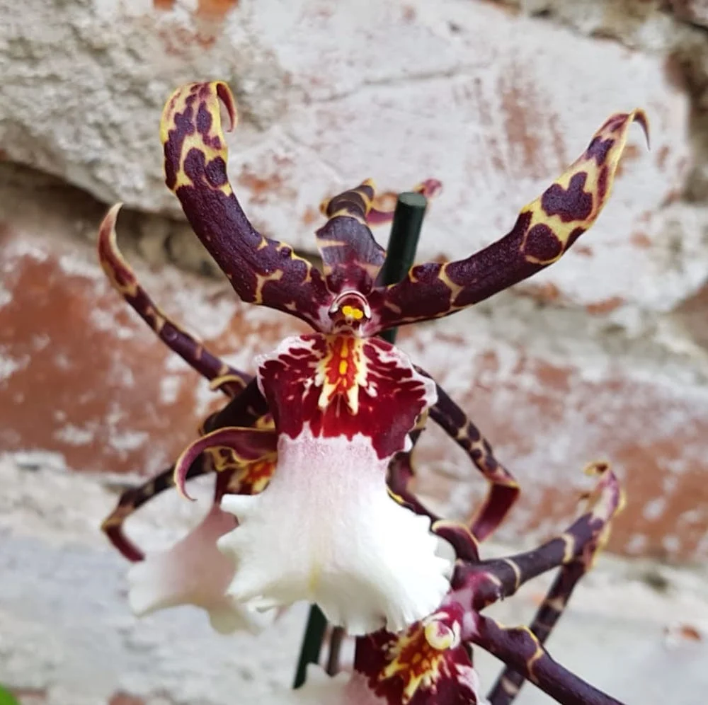 Cambria parfumata Beallara Torrero