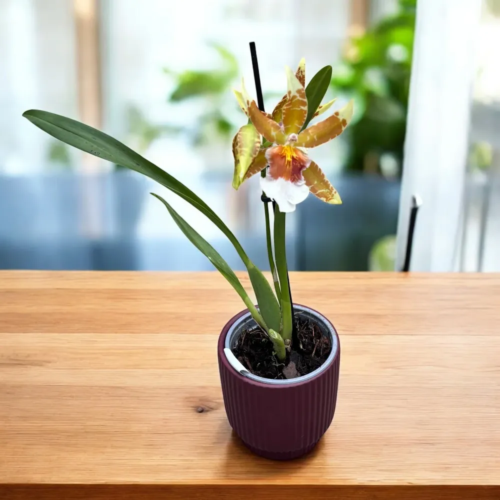 Cambria speciala parfumata