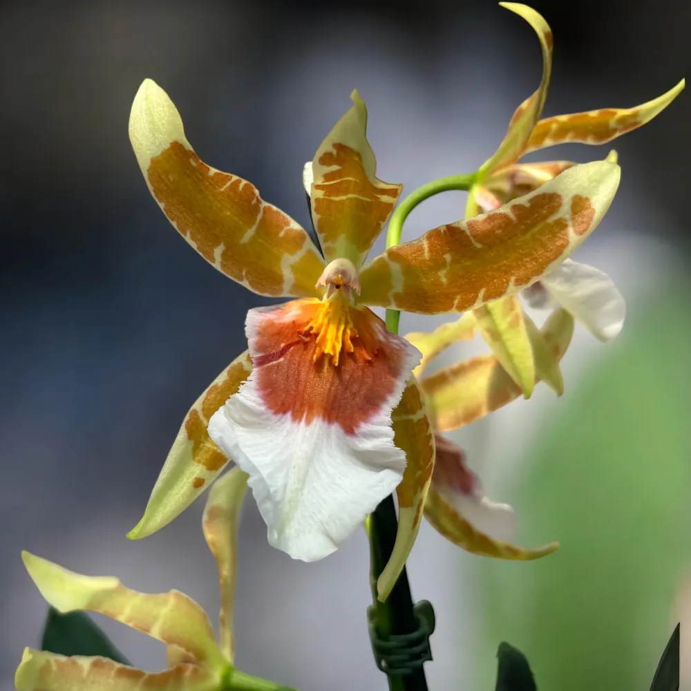 Cambria speciala parfumata