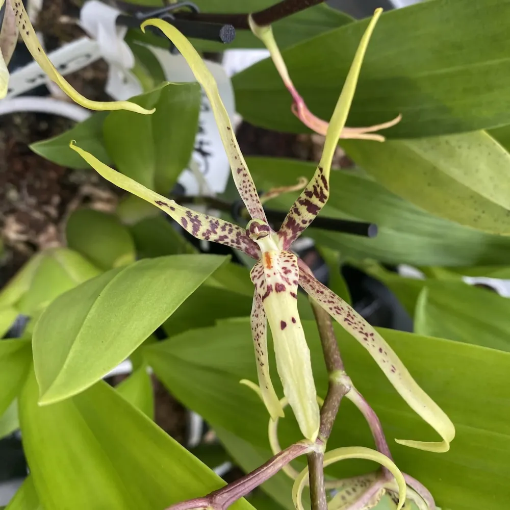 Cambria speciala parfumata