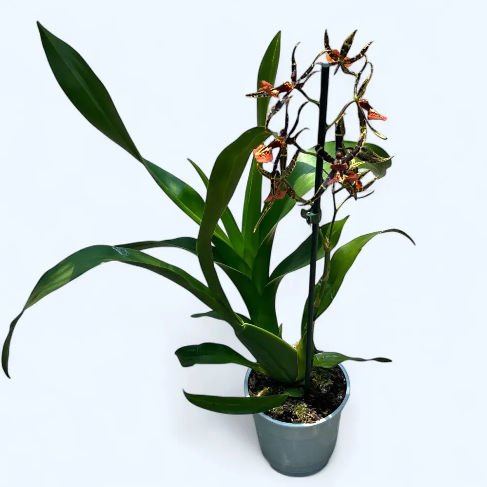 Cambria speciala parfumata - unicat