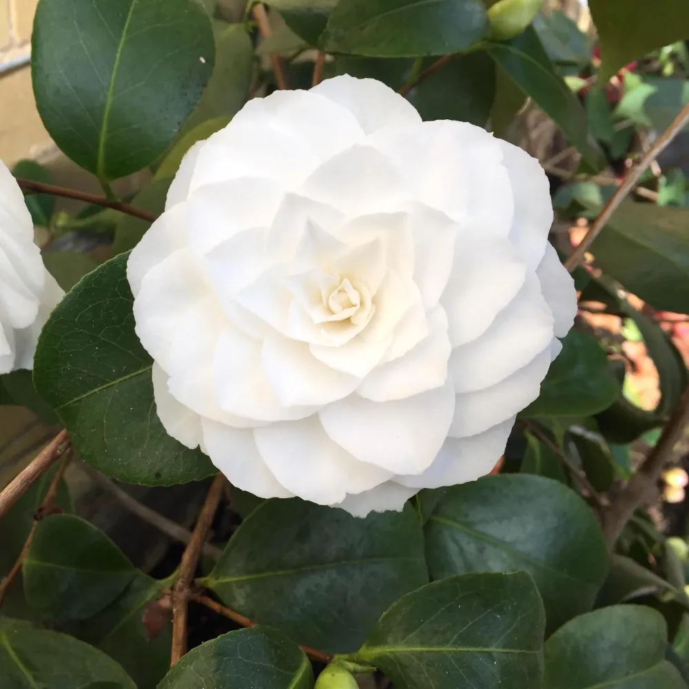 Camellia japonica 'Alba Plena' - floare dubla alba (rezistenta la inghet)