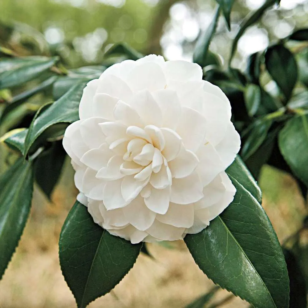 Camellia japonica 'Alba Plena' - floare dubla alba (rezistenta la inghet)
