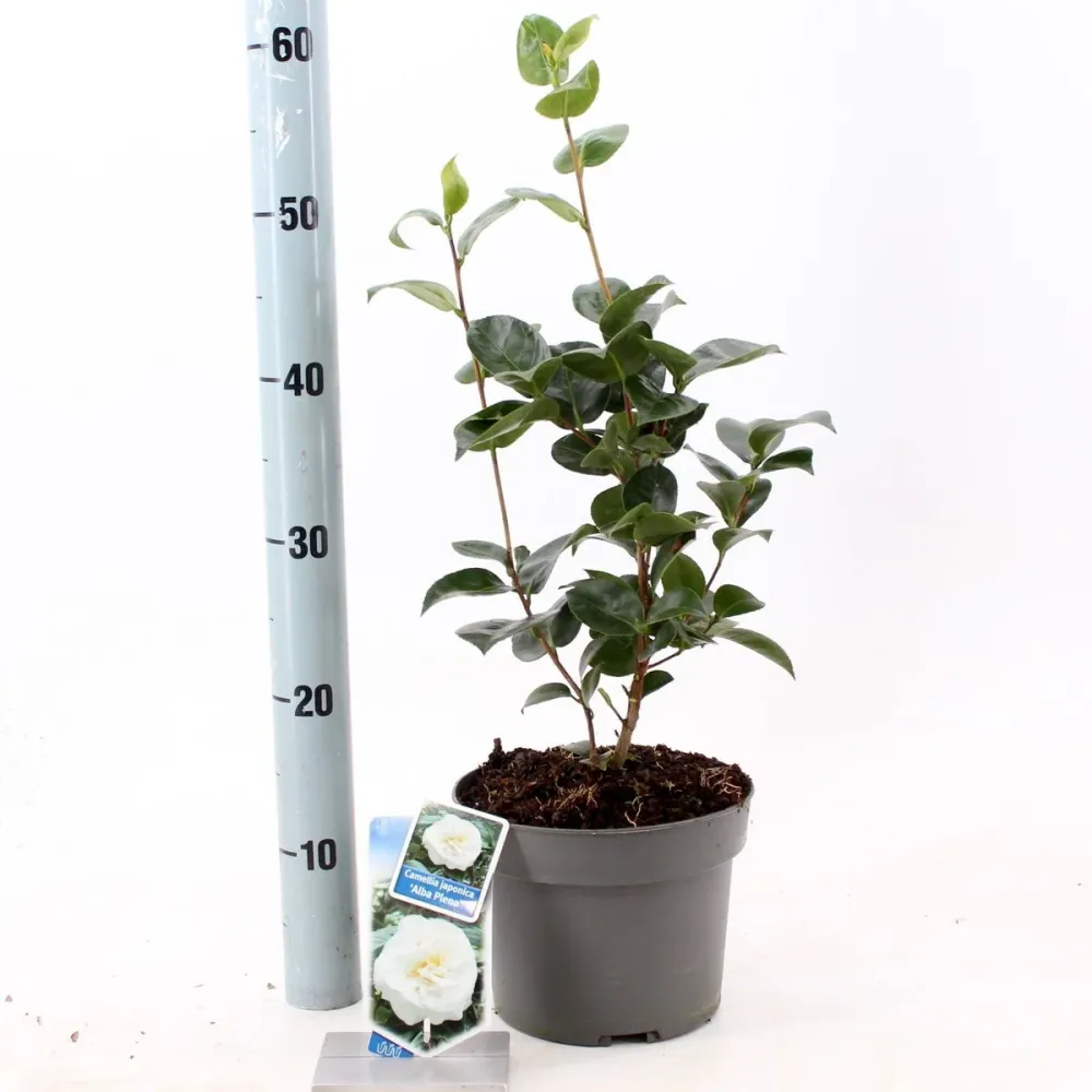 Camellia japonica 'Alba Plena' - floare dubla alba (rezistenta la inghet)
