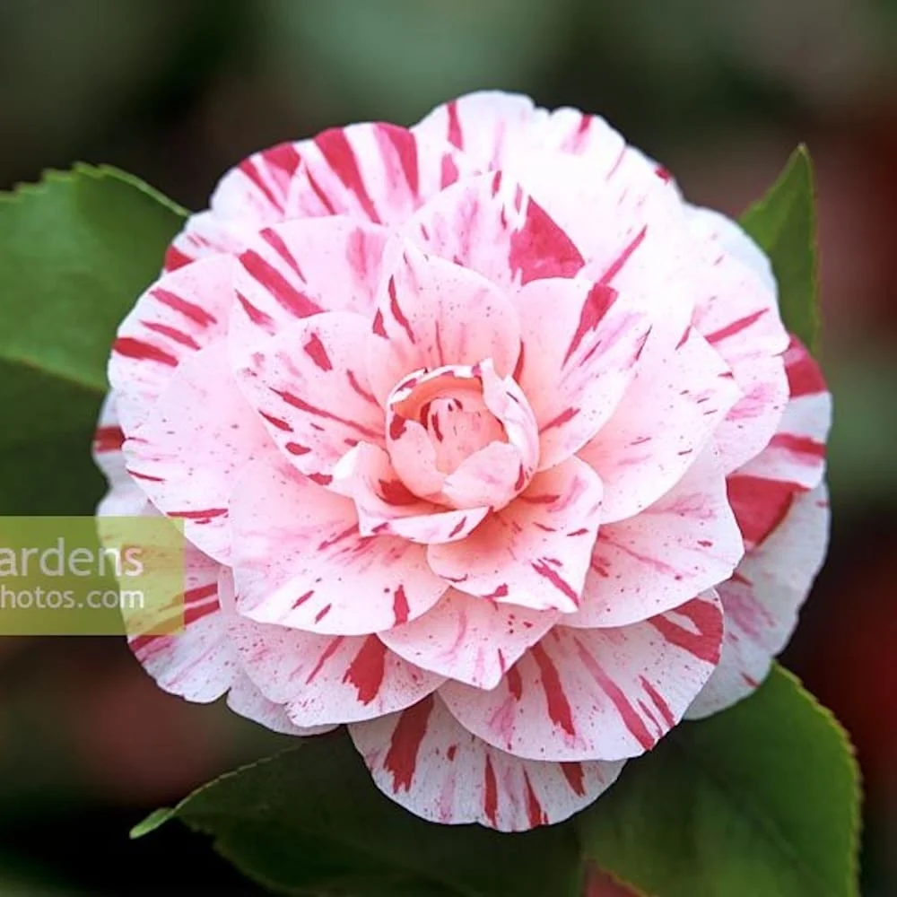 Camellia japonica 'Angela Cocchi' - floare dubla (rezistenta la inghet)