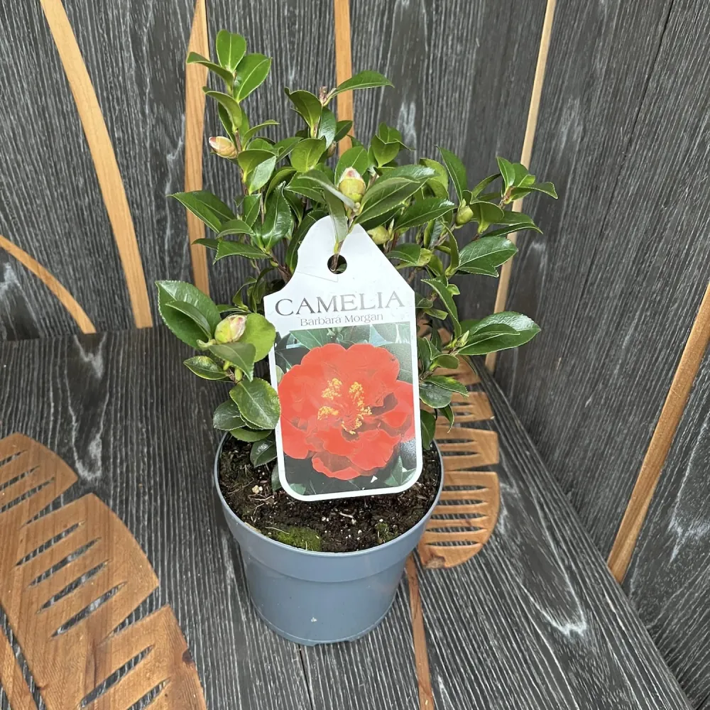 Camellia japonica 'Barbara Morgan' (rezistenta la inghet)