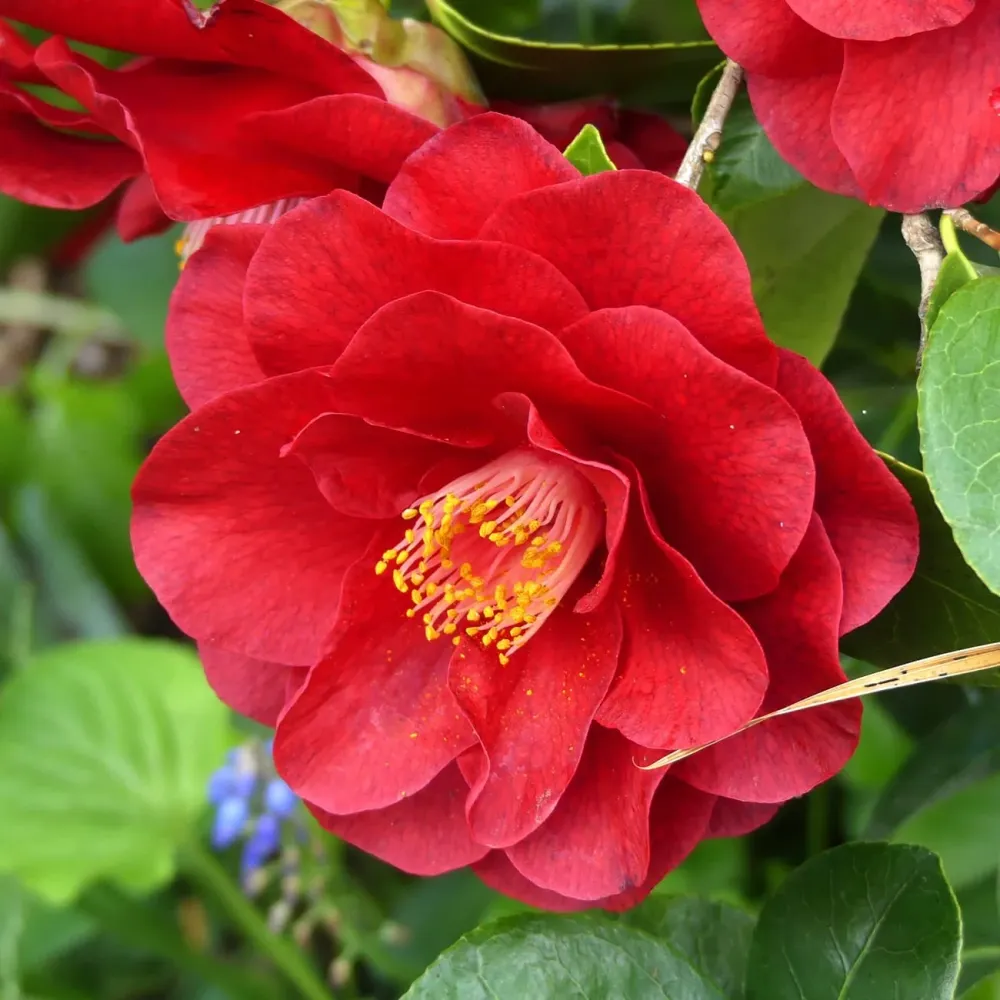 Camellia japonica 'Bob Hope' (rezistenta la inghet)