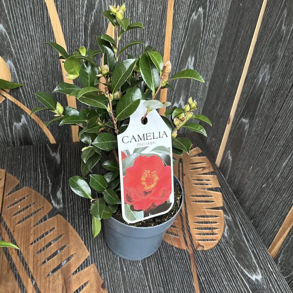 Camellia japonica 'Bob Hope' (rezistenta la inghet)
