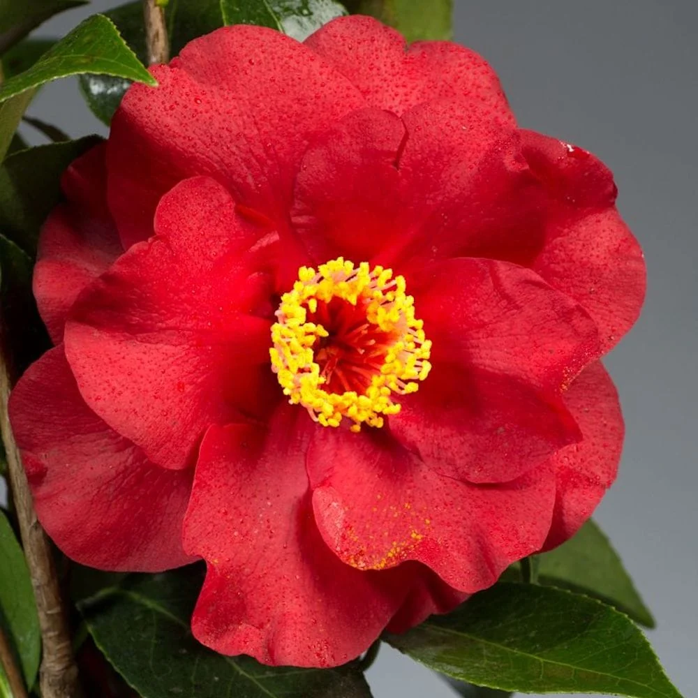 Camellia japonica 'Bob Hope' (rezistenta la inghet)