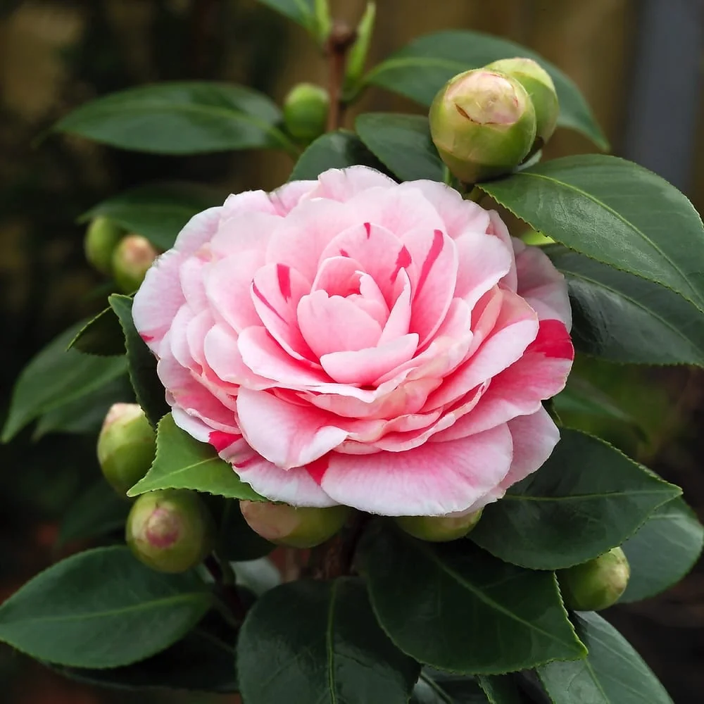 Camellia japonica 'Bonomiana' - rezistenta la inghet