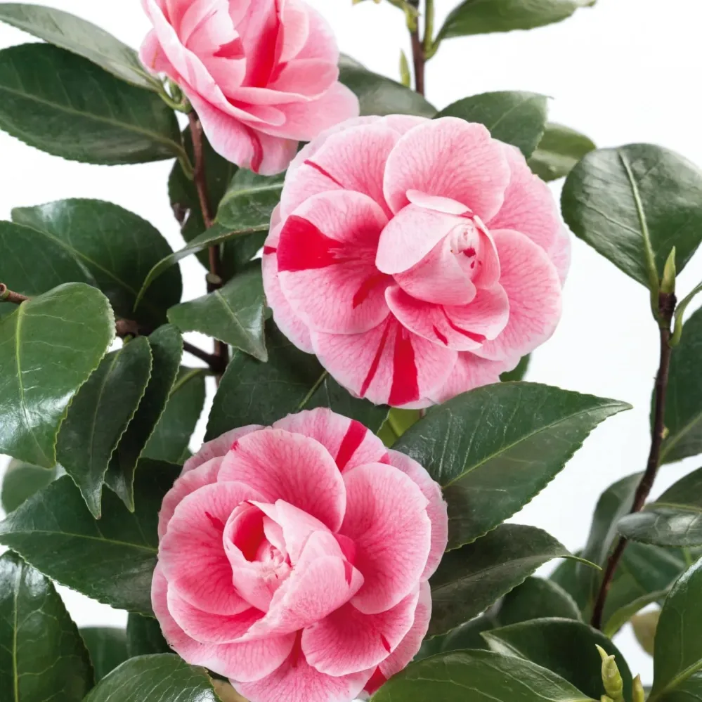Camellia japonica 'Bonomiana' - rezistenta la inghet