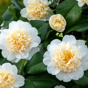 Camellia japonica 'Brushfield's Yellow' - rezistenta la inghet D13