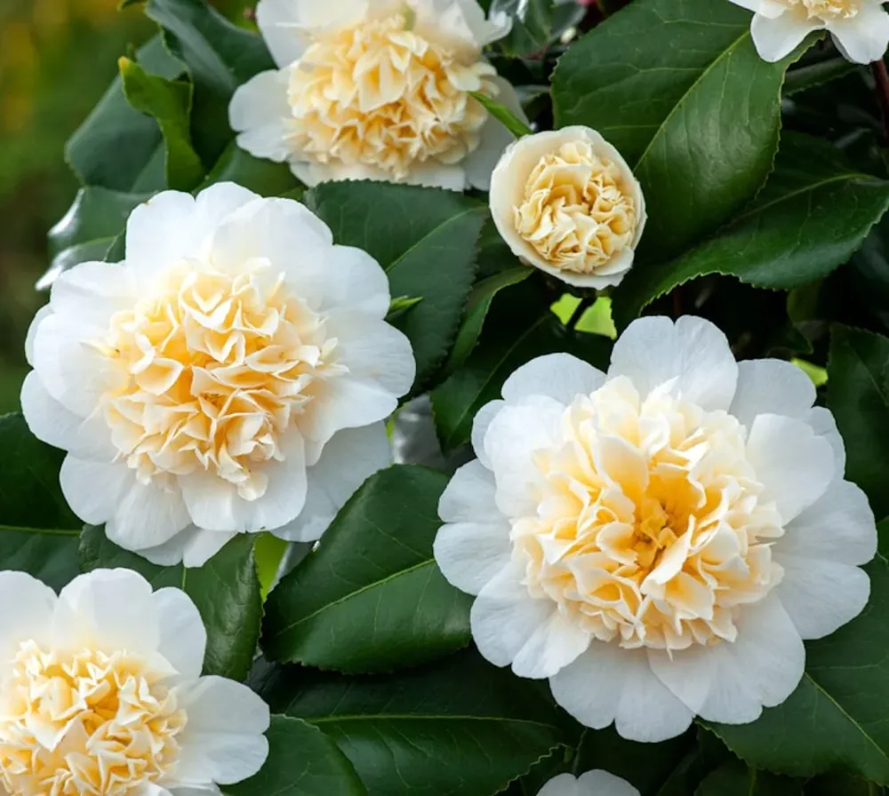 Camellia japonica 'Brushfield's Yellow' - rezistenta la inghet D13