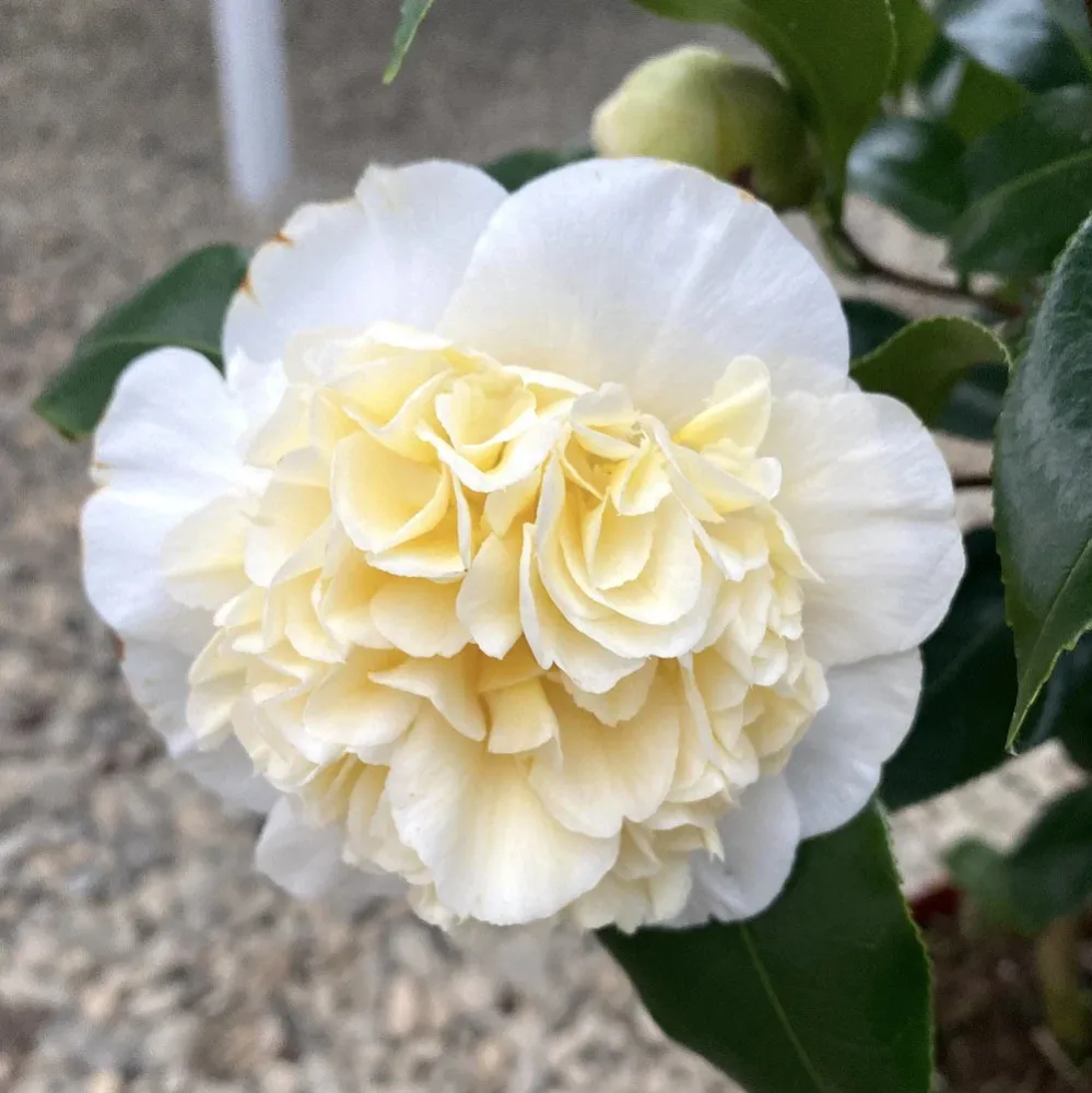 Camellia japonica 'Brushfield's Yellow' - rezistenta la inghet D13