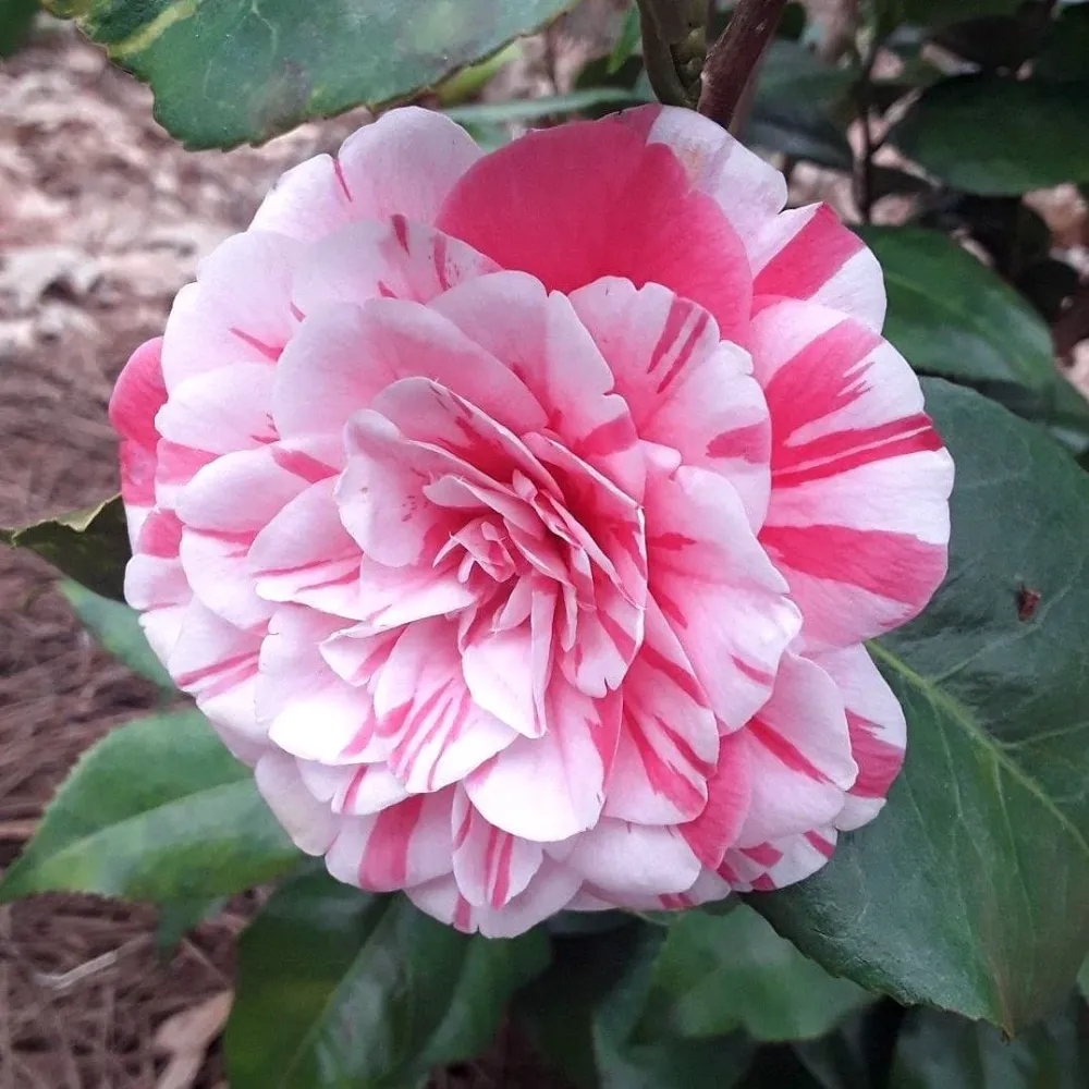 Camellia japonica 'Contessa Lavinia Maggi' (Bicolor) - floarea dubla (rezistenta la inghet)