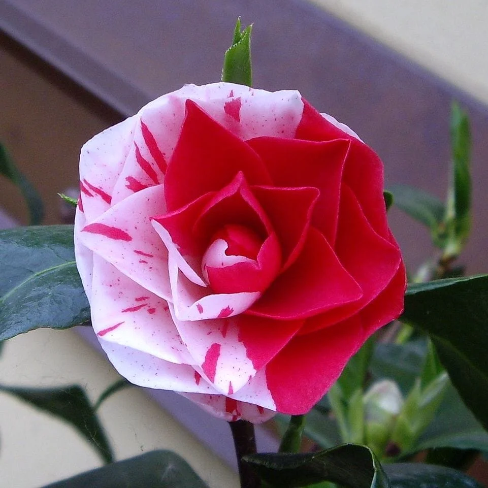 Camellia japonica 'Contessa Lavinia Maggi' (Bicolor) - floarea dubla (rezistenta la inghet)